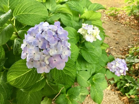 梅雨の時期限定！うきうきキャンペーン！
