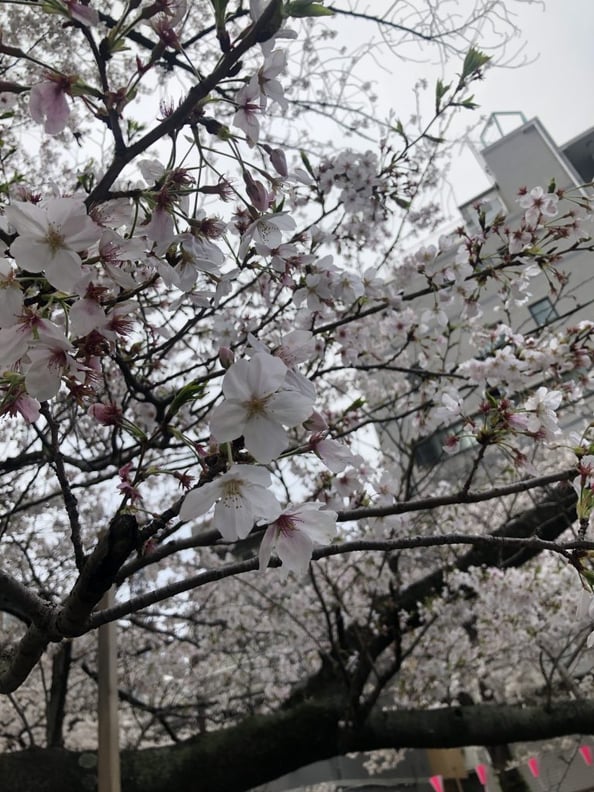 ★桜見てきました★