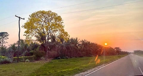 タヒーボ黄色✿