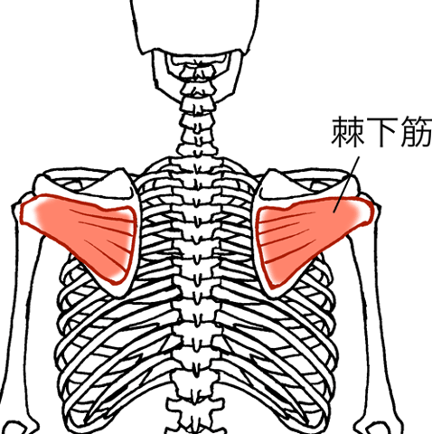 肩甲骨の話part11( ｀ー´)ノ　Re.Ra.Ku北浦和店