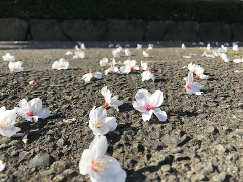今年も！お花見ツアー☆こいずみ