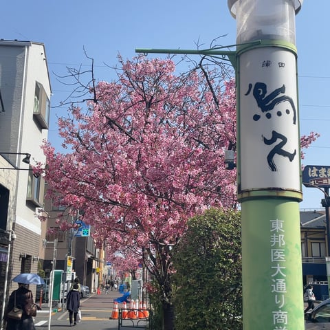 医大通りが綺麗です