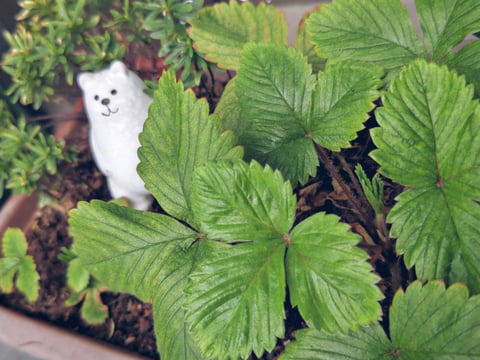 本日の空き情報🍓