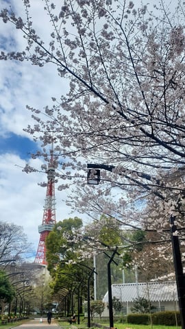 芝公園で桜を見てから、是非ボディケアを！