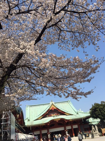 ☆桜も咲いています♪こんな日は外に出ましょう！☆