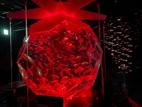 【Echika表参道店】金魚アートアクアリウム