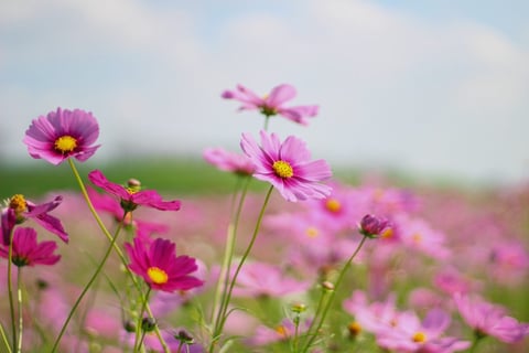 【モラージュ菖蒲店スタッフの休日】ひまわりとコスモスを見に行ってきました♪