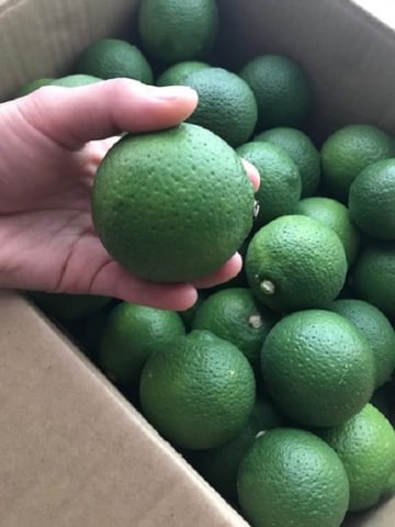 毎年恒例
