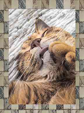 猫の尿道閉塞症