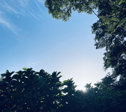 木陰