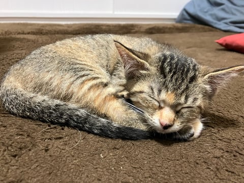 ねこちゃん!(^^)!