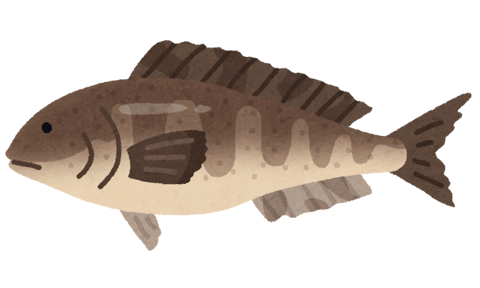 晩酌の肴は魚です（笑）