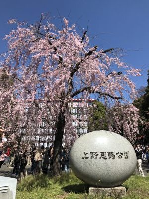 桜満開のRe.Ra.Ku上野店