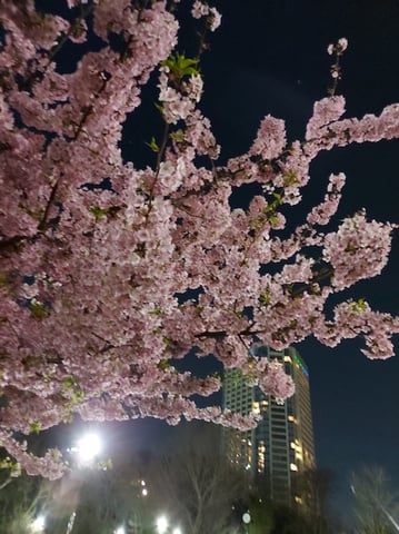 さくら満開♪散策後のアフターケアボディケア♪スッキリリフレッシュ♪