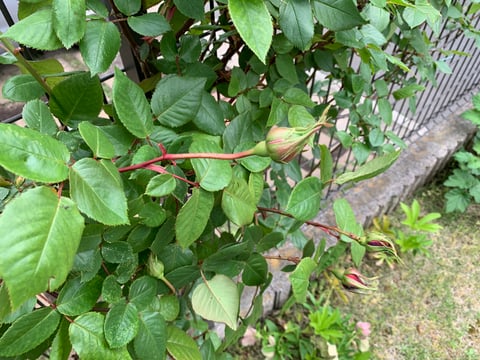 GWにしたいこと♪