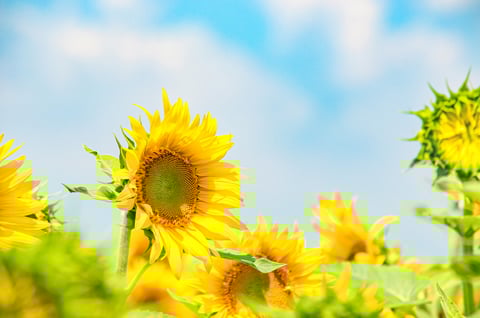 夏は爽快ヘッドスパ！