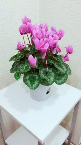 憧れのカラダになるために