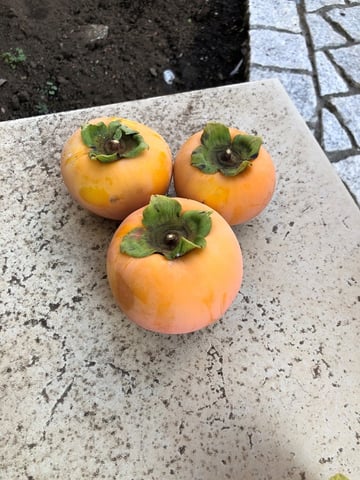 柿が実りました