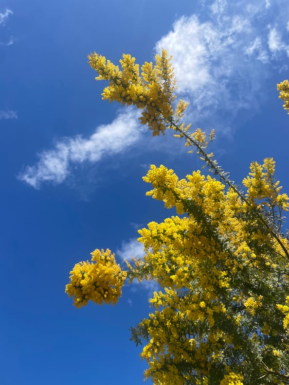 ミモザの花言葉
