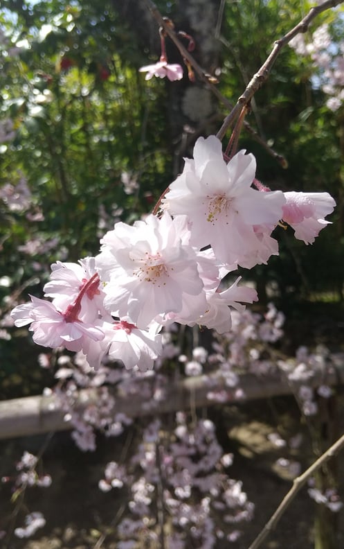 花も団子も好きな私は桜餅といえば道明寺派です
