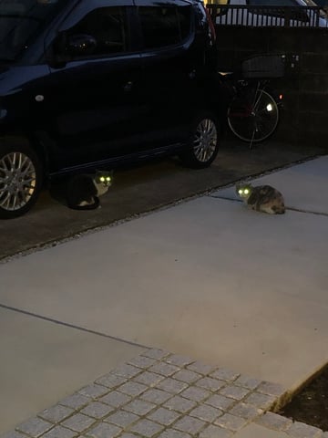 可愛い猫の写真を撮るはずが