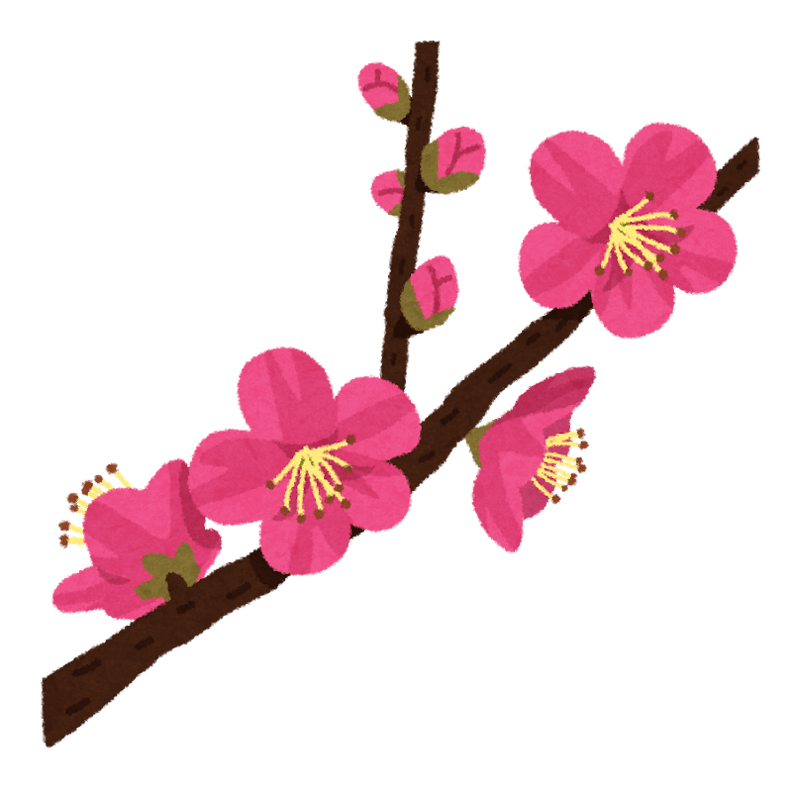 梅の花が咲いてきました～