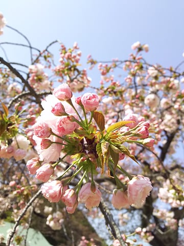 新宿御苑で桜鑑賞