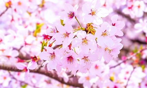 お花見の季節♪
