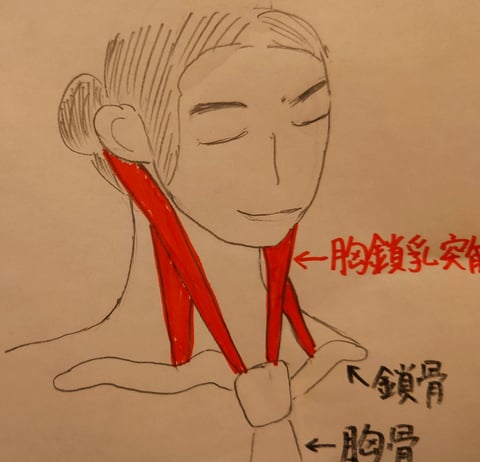 肩こりに関係する筋肉－胸鎖乳突筋－｜マッサージのように気持ちいい、肩甲骨ストレッチのリラク日本橋店【東京駅,日本橋駅,大手町駅,三越前駅すぐ】