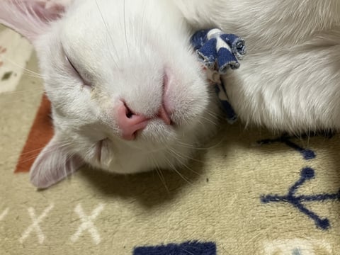 6月限定すやすやコース