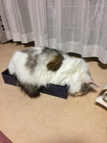 12月11日の予約状況