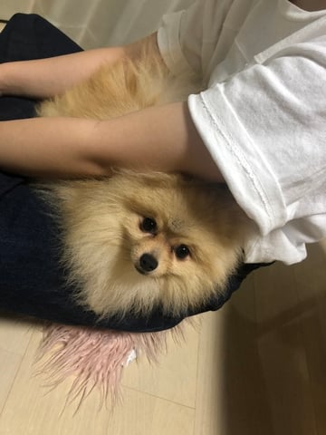 すっぽりポメラニアン