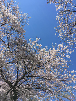 桜を見てきました♪