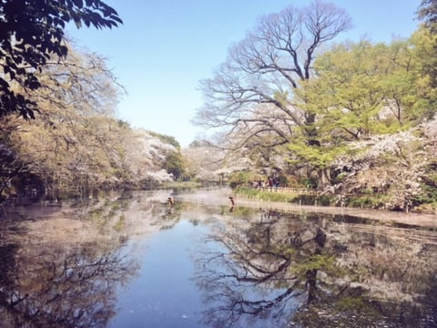 ちるさくら　落ちるは花の　ゆふべ哉