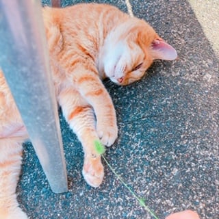 ねこさん