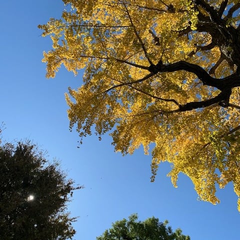 乙女の髪の樹　光が丘IMA店