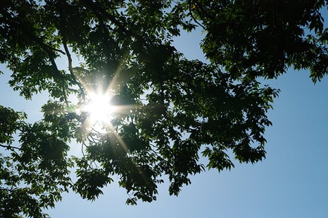 【健康コラム】　～日光～