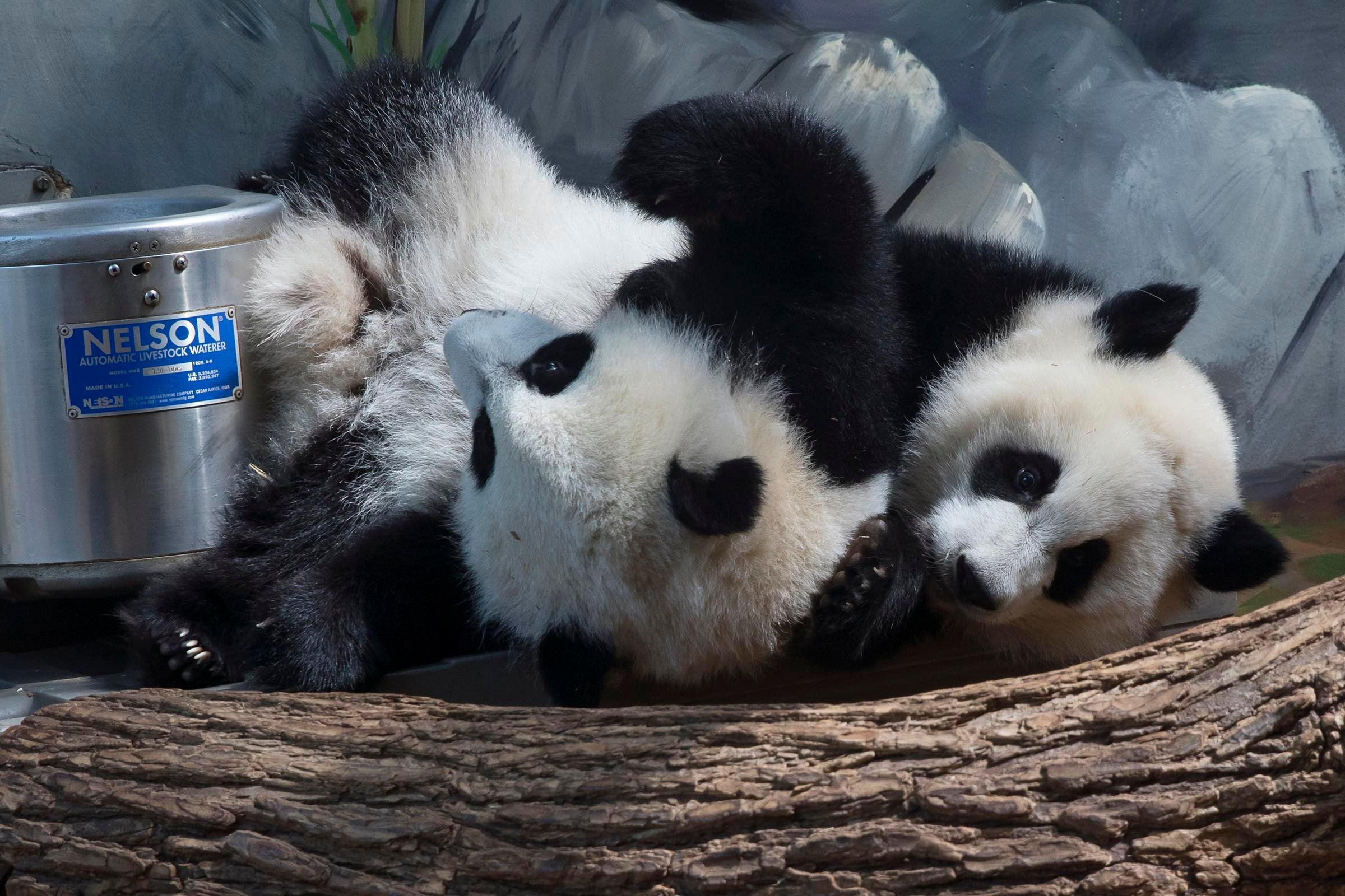 Zoo Atlanta
