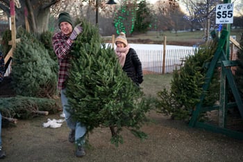 Two people carry a Christmas tree in a yard of Christmas trees