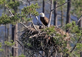 Annual surveys of bald eagle nests by the Georgia Department of National Resources found nesting success was above average in most areas checked in 2023.