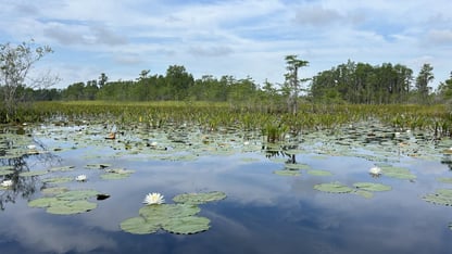 A prairie in the Okefenokee Swamp in June 2024.