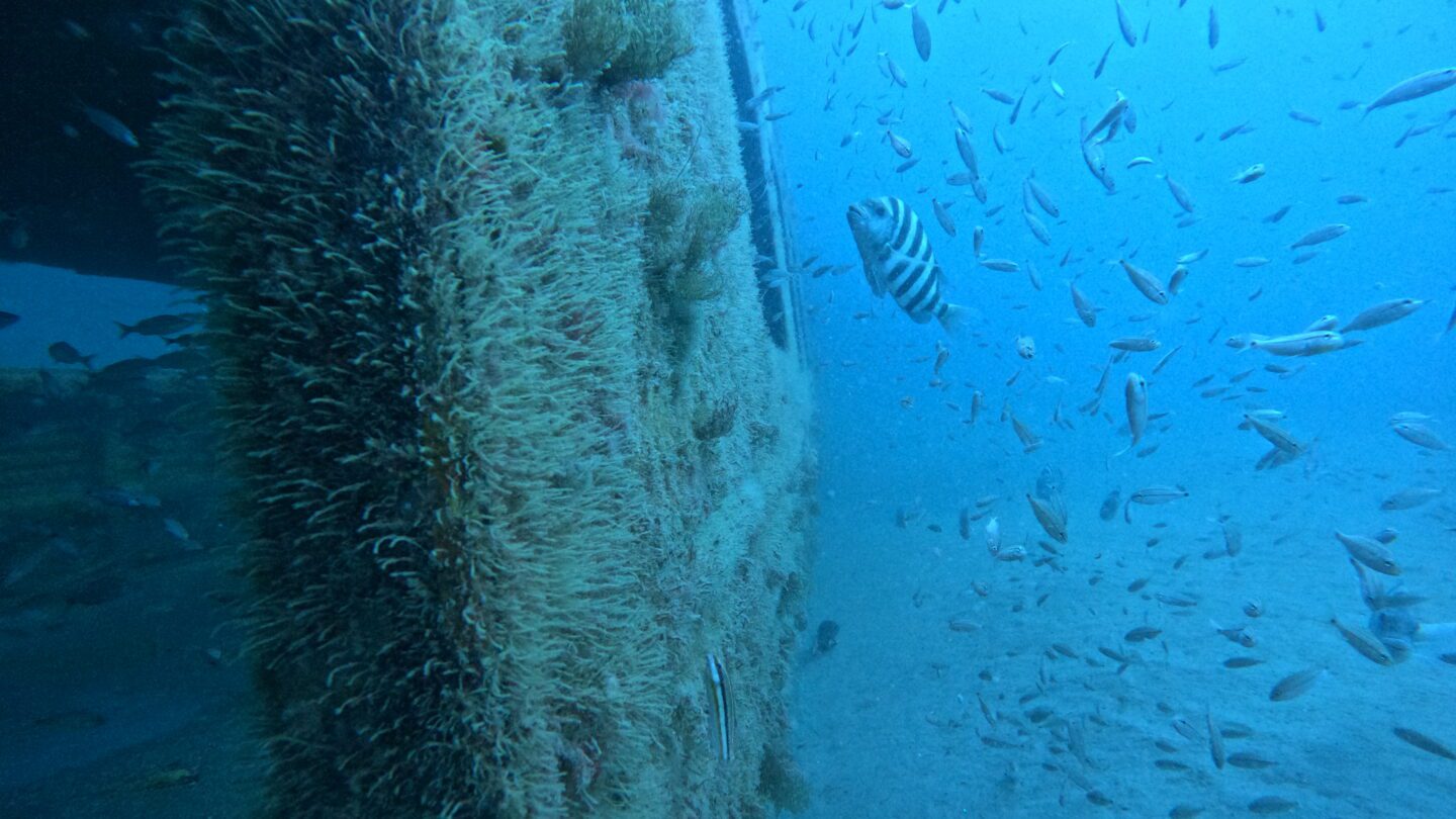MARTA railcars dropped into Atlantic off Georgia coast developing into reef  habitats – WABE, image size:1440x810