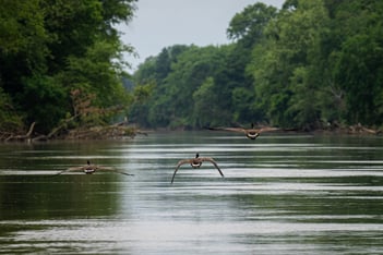 Three geese fly low over the Chattahoochee River.