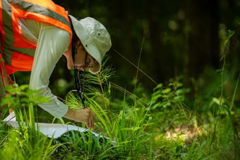 a woman in an orange safety vest and a bucket hat bends over in the underbrush of a forest, using tweezers to pick something up