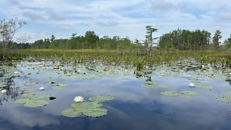 Shallow water with lilypads in the foreground and thicker, green brush in the background under a cloudy blue sky.
