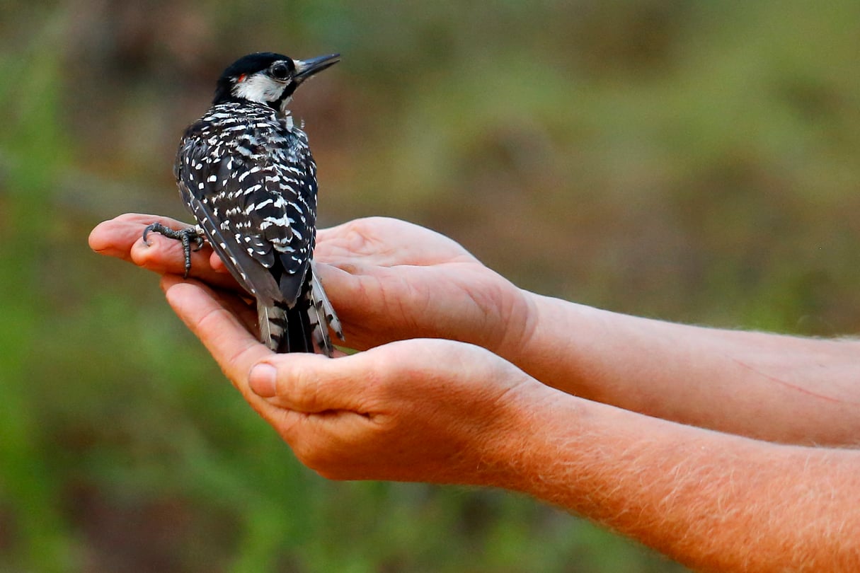 A red-cockaded woodpecker rests on a person's hands.