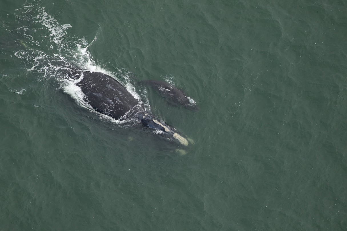 an adult right whale and a calf, photographed from above