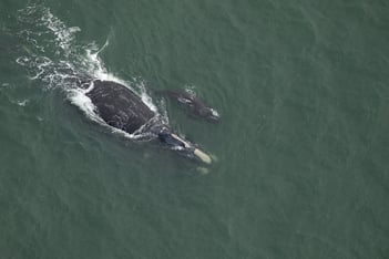 an adult right whale and a calf, photographed from above