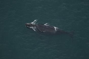 A North Atlantic right whale is visible from above