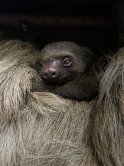Infant two-toed sloth